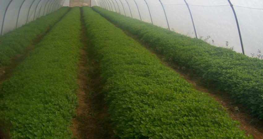 حصة الزراعة من الناتج المحلي الإجمالي.. 4% فقط!