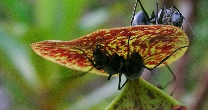 _85882507_polyrhachis_ants_harvest_nectar_from_n_gracilis