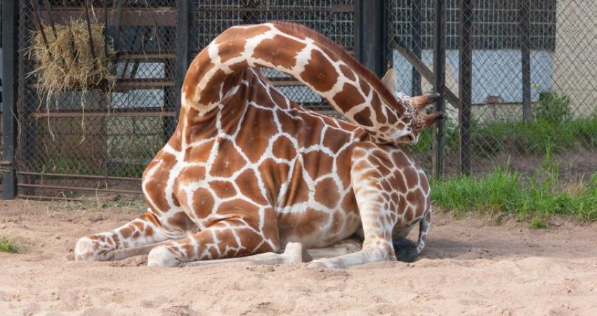 girafa-dorme-animal-0117-1400x800