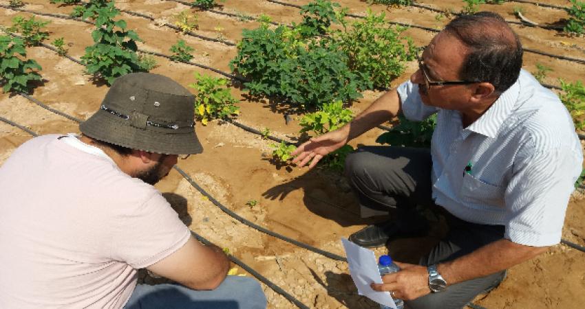 مركز البحوث الزراعية بالقدس المفتوحة يدخل محصولاً علفياً بقولياً جديداً