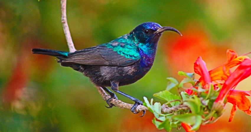 عصفور الشمس - Copy