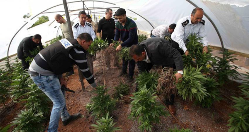 أشتال مخدرة