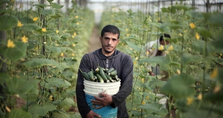 مختصون: القطاع الزراعي مكون مهم في تشكيل الاقتصاد الوطني
