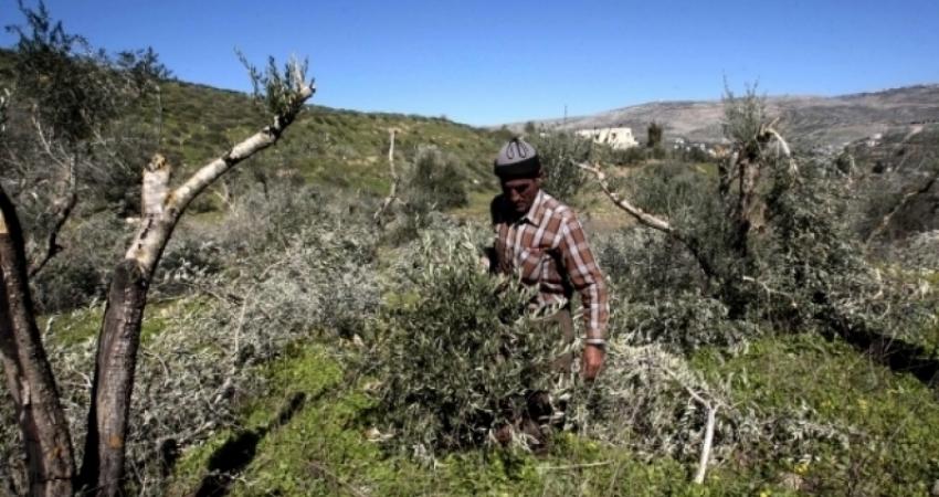 مستوطنون يقتلعون 310 شجرات زيتون معمرة بالقدس
