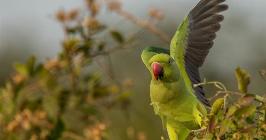 thumb2-rose-ringed-parakeet-indian-ringed-parrot-green-bird-parrots-rainforest