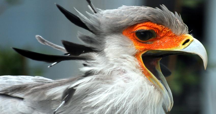 Secretary_Bird_with_open_beak