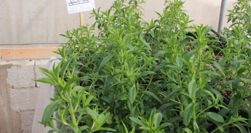 في تجربة هي الأولى من نوعها بغزة
