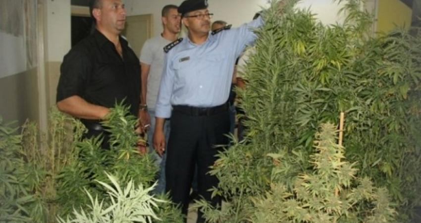 ضبط ألف بذرة من "ماريغوانا" في نابلس