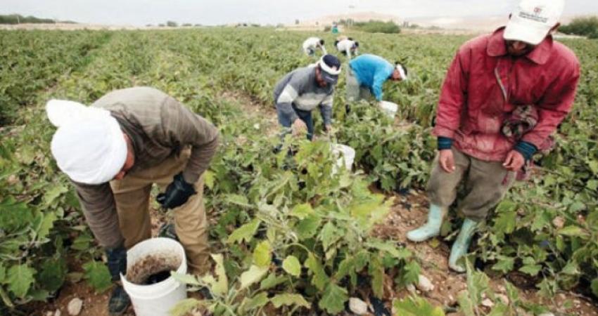 "العمل الزراعي" ينفذ حملتي تضامن مع مزارعي الأغوار