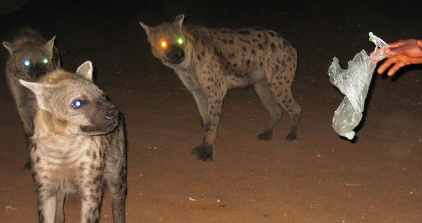 ثعالب وضباع تشكل خطرًا على حياة المواطنين في جنين