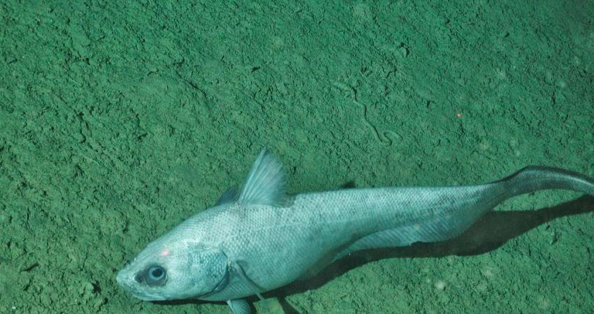 1024px-CoryphaenoidesLeptolepis