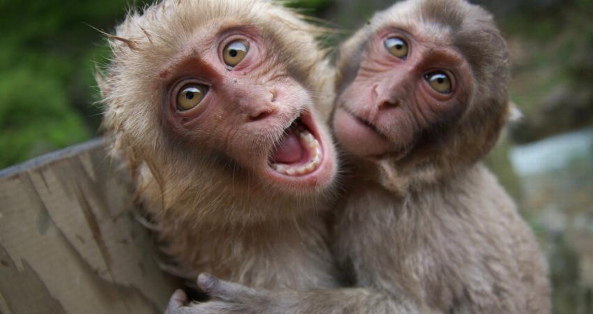 japanese-macaque-animals-monkeys-1280x720-wallpaper