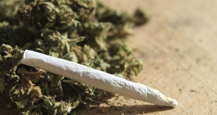 القنب المخدر