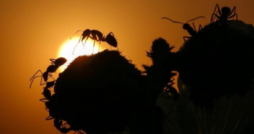 08132772261055947373840383637712