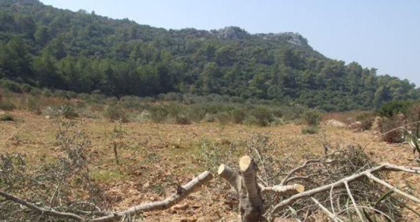 aaaa