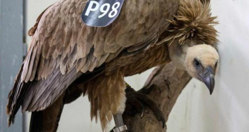 160130080331_israeli_vulture_640x360_afp_nocredit