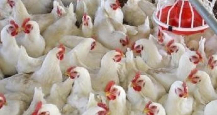 أسعار الدجاج