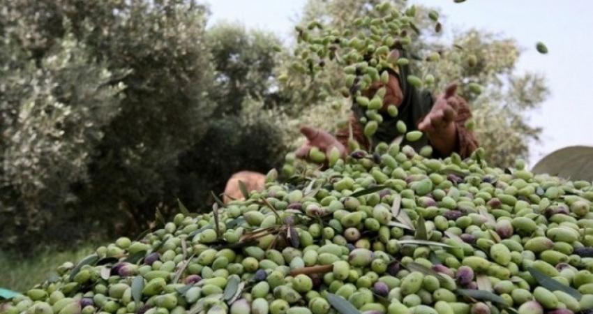 "الزراعة" بغزة تعلن موعد بدء قطف الزيتون وتشغيل المعاصر