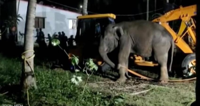 إنقاذ فيل سقط في "مكان غريب"