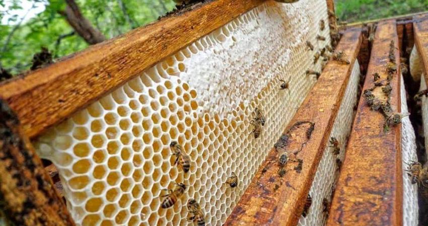 غزة: هل يُعالج هواءُ الخلية ومنتجات النحل مصابي كورونا؟