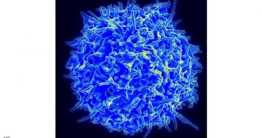 الخلايا التائية تلعب دورا محوريا في التصدي لفيروس كورونا