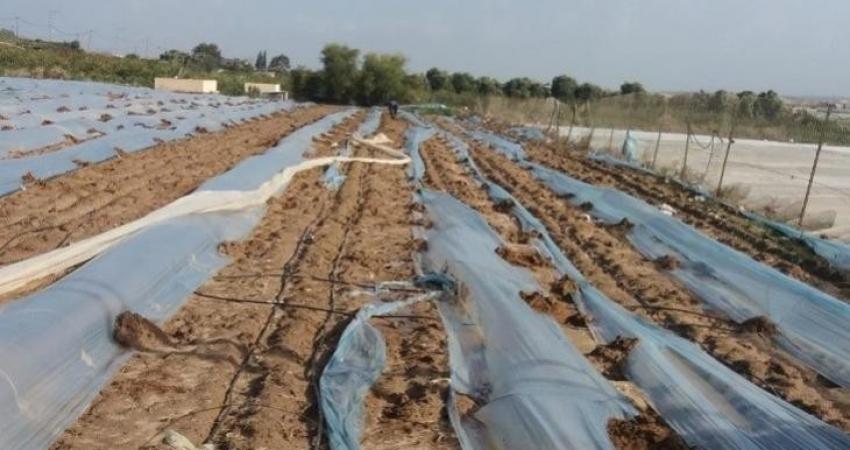 زراعة غزة تكشف إجمالي أضرار المجال الزراعي جراء العدوان الأخير على القطاع