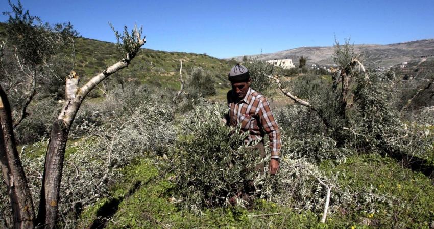مستوطنون يقتلعون عشرات أشجار الزيتون في سلفيت