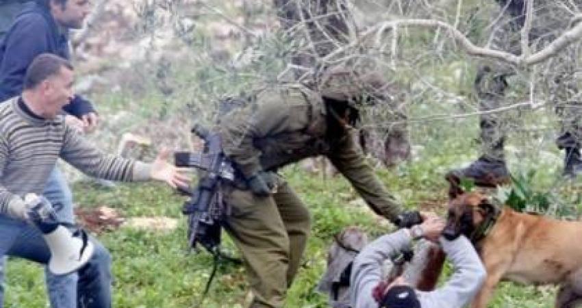 مشهد يُظهر كلبا إسرائيليا ينهش فلسطينيا خلال اعتقاله