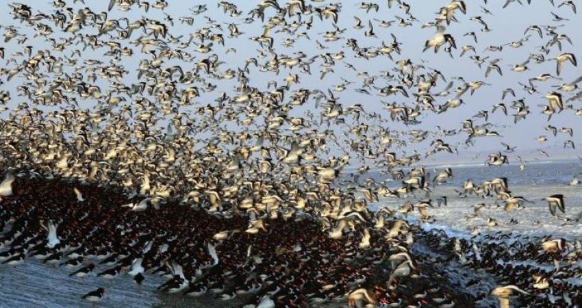روسيا تضبط طيور تستخدمها أمريكا لنقل أمراض فتاكة