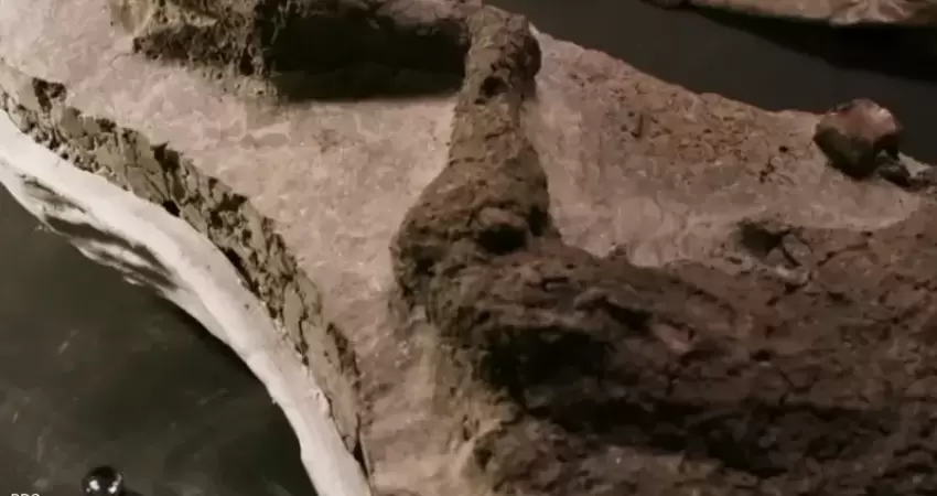 لأول مرة.. العثور على ديناصور نفق يوم سقوط الكويكب
