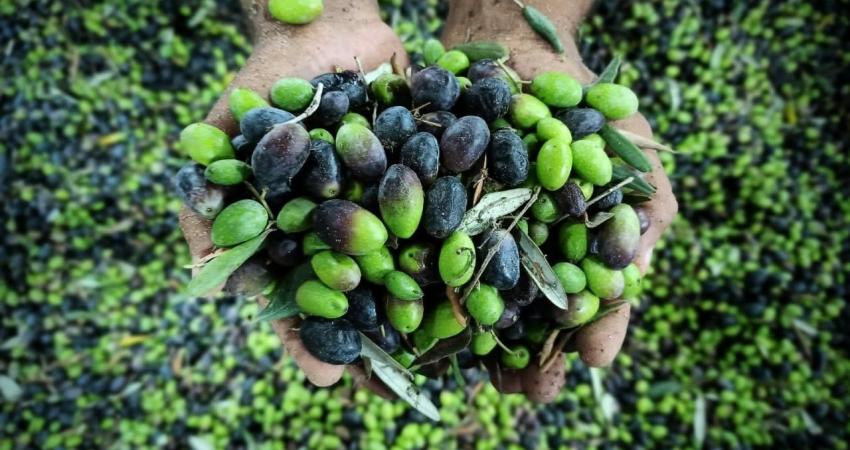 الزراعة بغزة تحدد موسم الزيتون لهذا العام