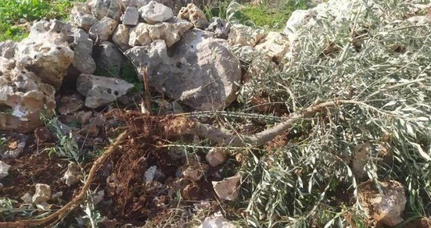 قوات الاحتلال تعتدي على قاطفي الزيتون جنوب الخليل