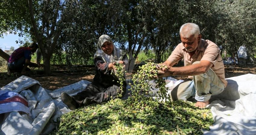 مستوطنون يهاجمون قاطفي الزيتون في حوارة جنوب نابلس