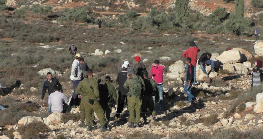 مستوطنون يسرقون ثمار الزيتون غرب نابلس