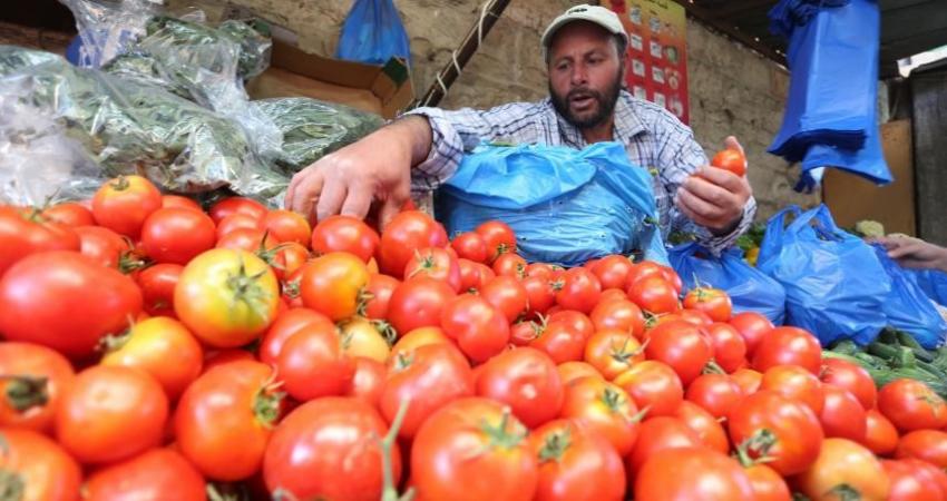 زراعة غزة توضّح أسباب غلاء البندورة في الأسواق