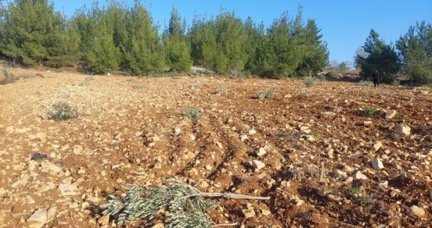 مستوطنون يكسرون عشرات أشتال الزيتون برام الله