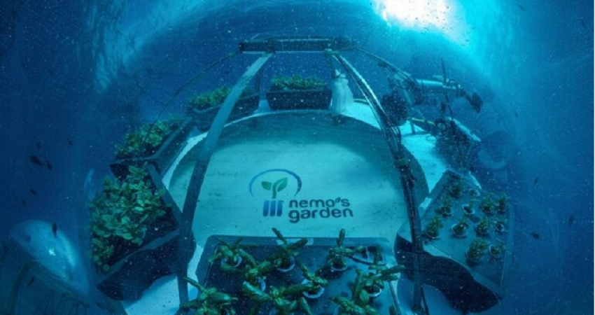 "نيموز غاردن".. أول حديقة زراعية تحت البحر