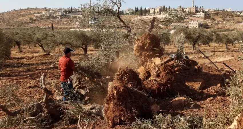 اقتلاع أشجار الضفة