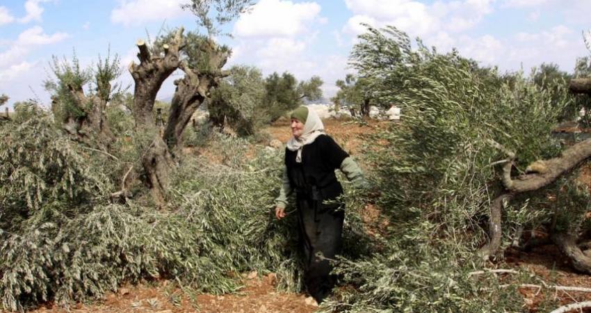 تجريف أشجار الزيتون