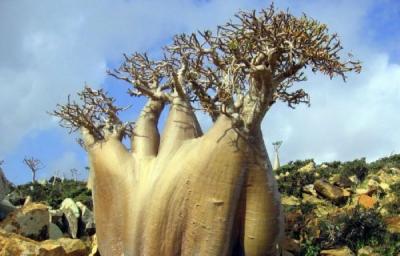 Socotra-Island