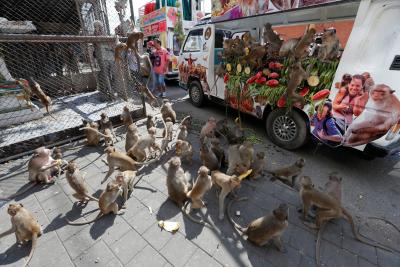 2016-11-27t062248z_2050772390_rc146e77b220_rtrmadp_3_thailand-festival-monkeys