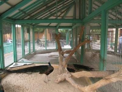 al-khobar-zoo-2