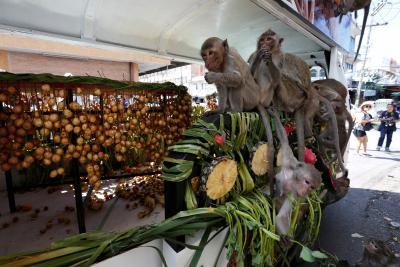 2016-11-27t062253z_230261480_rc1e9f5b3060_rtrmadp_3_thailand-festival-monkeys