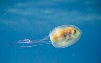 Jellyfish