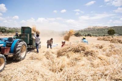 الحصاد في نابلس (2)