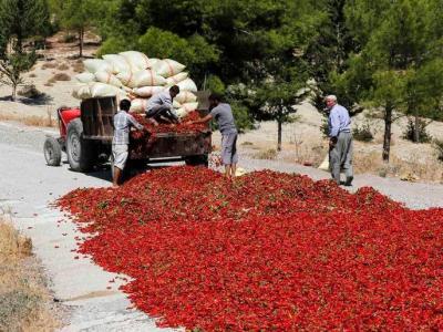 صور‬: طريق الفلفل الأحمر