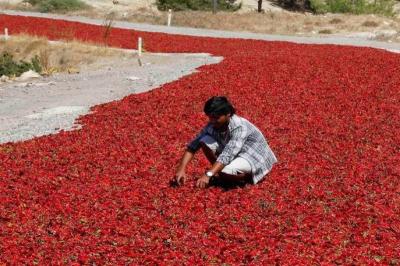 صور‬: طريق الفلفل الأحمر