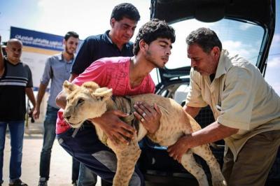 صور: نقل شبلين من غزة لمحمية أفريقية 