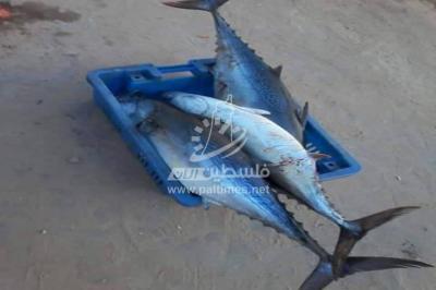 صور: "حسبة" السمك في غزة