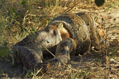 صور: ثعبان يلتهم غزال بصورة مرعبة
